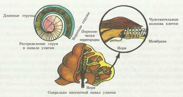 Канал улитки состоит из. Строение улитки уха анатомия. Строение улитки уха. Улитка в ухе строение. Строение улитки человека.