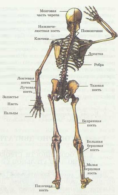 Общий вид скелета (вид сзади)