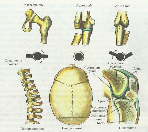 Виды суставов. Строение сустава. Типы соединения костей