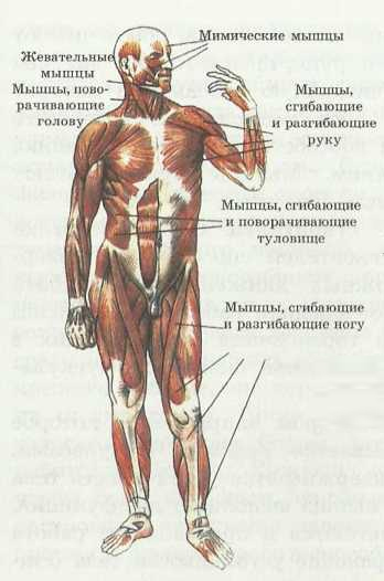 Главная функция мышцы. Мышцы человека строение и функции. Мускулатура функции мышц. Мускулатура строение и функции. Мышцы, обеспечивающие движение туловища.