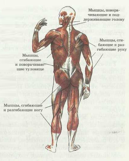 Общий вид мышечной системы (вид сзади)