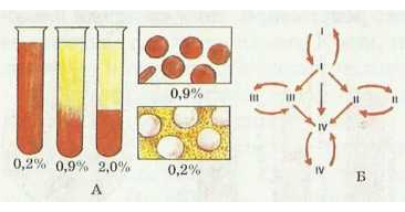 Влияние солевого состава среды на эритроциты (А). Схема совместимости групп крови при переливании (Б)