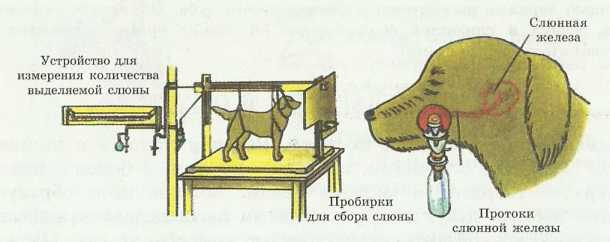 Закупорка пищевода у животных презентация