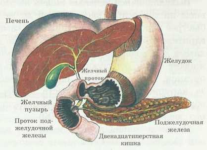 Расположение печени, желудка и поджелудочной железы человека