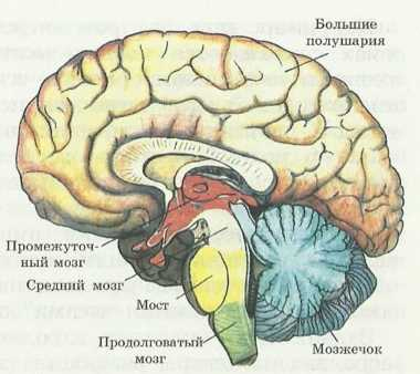 Основные отделы головного мозга на продольном срезе